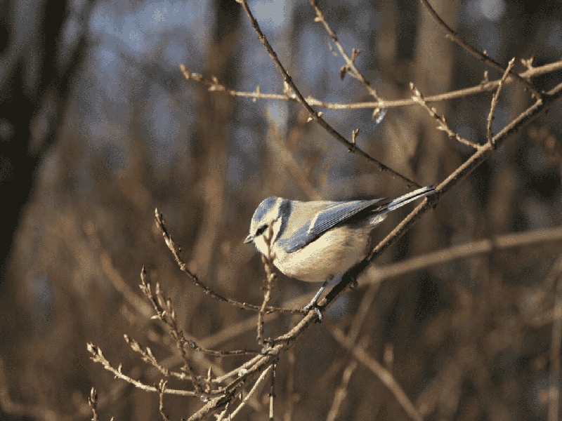 杉山试管 吐槽试管胚胎级别划分图日本试管医院英